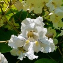 Катальпа прекрасная (Catalpa speciosa)