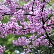 Багрянник канадский, или Церцис канадский (Cercis canadensis)