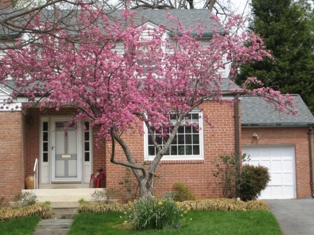 Багрянник канадский, или Церцис канадский (Cercis canadensis)