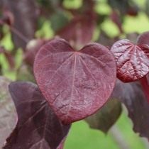 Багрянник канадский, или Церцис канадский (Cercis canadensis)