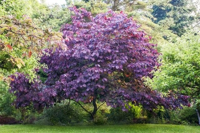 Багрянник канадский, или Церцис канадский (Cercis canadensis)