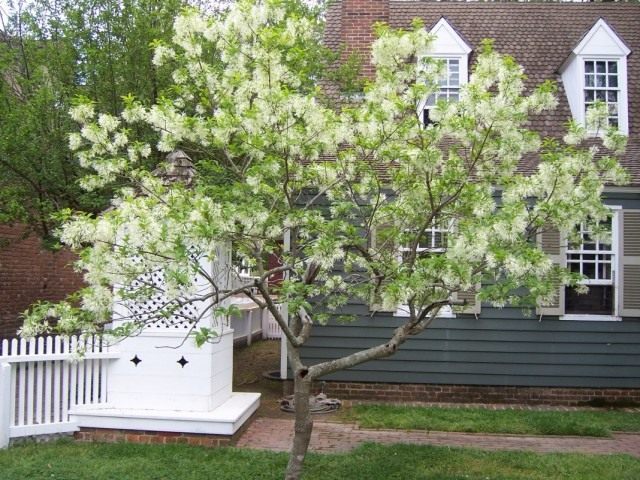 Снежноцвет виргинский, или Хионантус виргинский (Chionanthus virginicus)