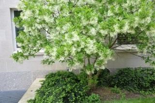 Снежноцвет виргинский, или Хионантус виргинский (Chionanthus virginicus)