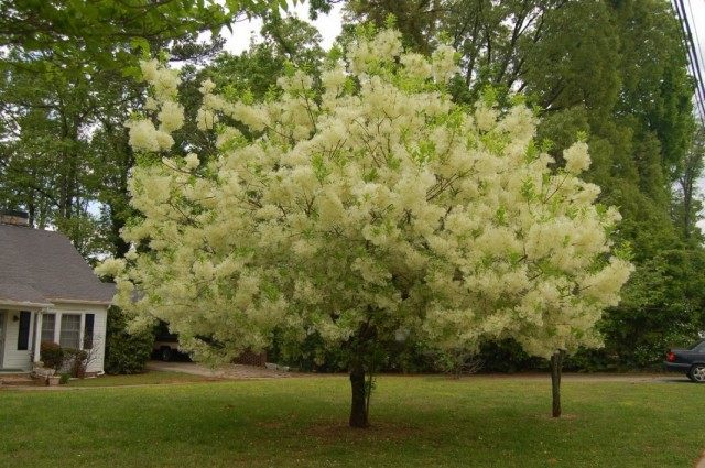 Снежноцвет виргинский, или Хионантус виргинский (Chionanthus virginicus)