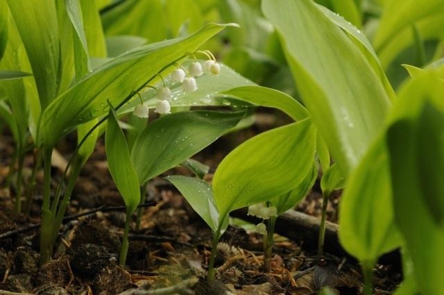 Ландыш майский (Convallaria majalis)