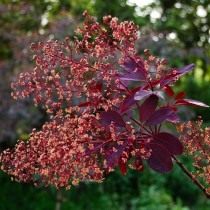 Скумпия кожевенная «Роял Пёрпл» (Cotinus coggygria 'Royal Purple')