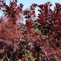 Скумпия кожевенная «Роял Пёрпл» (Cotinus coggygria 'Royal Purple')