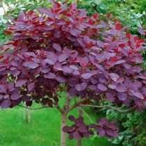 Скумпия кожевенная «Роял Пёрпл» (Cotinus coggygria 'Royal Purple')