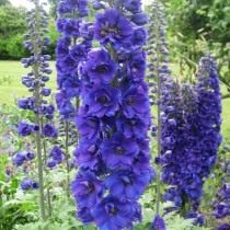 Дельфиниум, или Шпорник (Delphinium)