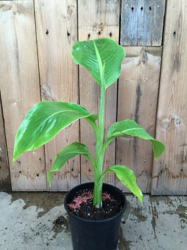 Снежный банан, или Энсета сизая (Ensete glaucum)