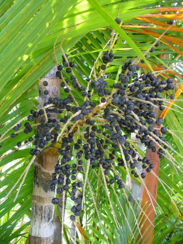 Асаи, или Эвтерпа овощная (Euterpe oleracea)