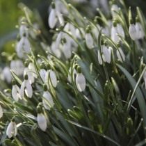 Подснежники (Galanthus)