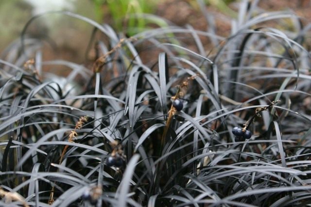 Офиопогон плоскострелый "Чернеющий" (Ophiopogon planiscapus 'Nigrescens')