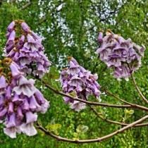 Павловния, или Адамово дерево (Paulownia)