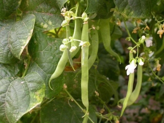 Фасоль обыкновенная (Phaseolus vulgaris)