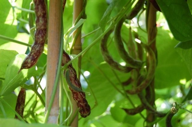 Фасоль обыкновенная (Phaseolus vulgaris)