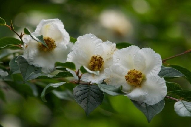 Стюартия псевдокамеллия (Stewartia pseudocamellia)