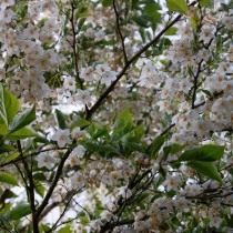 Стиракс японский (Styrax japonicus)