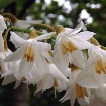 Стиракс японский (Styrax japonicus)