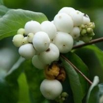 Снежноягодник (Symphoricarpos)