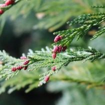 Туя (Thuja)