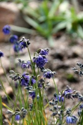 Лук Биса (Allium beesianum)