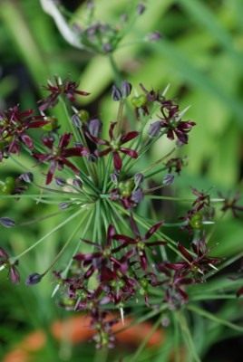 Лук Валлиха (Allium wallichii)