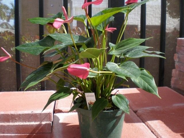 Антуриум (Anthurium)