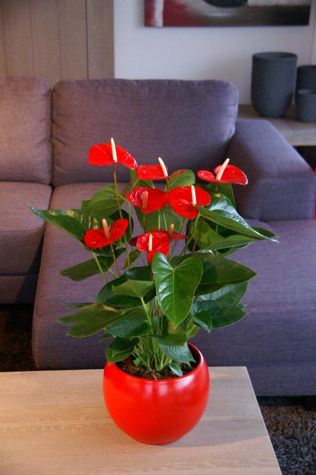 Антуриум (Anthurium)