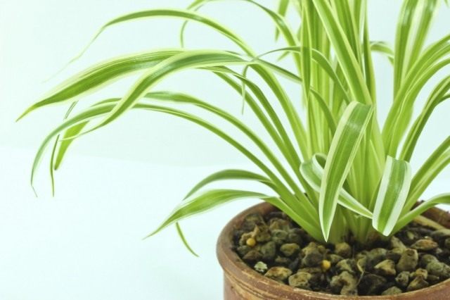 Хлорофитум хохлатый (Chlorophytum comosum)