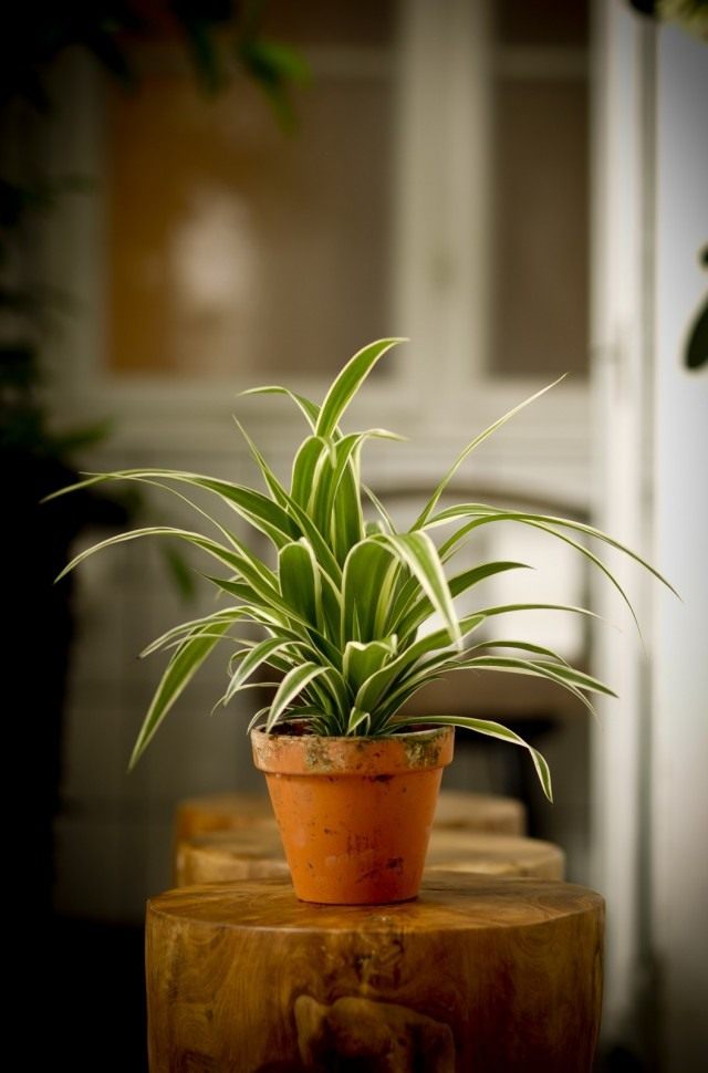 Хлорофитум хохлатый (Chlorophytum comosum)