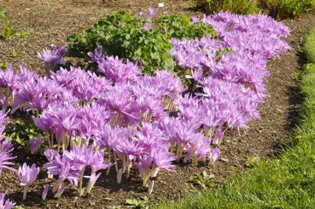 Безвременник (Colchicum)