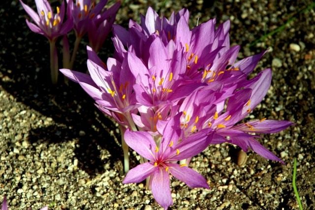 Безвременник осенний, или Колхикум осенний (Colchicum autumnale)