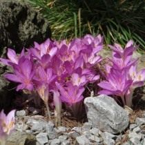 Безвременник киликийский, или Колхикум киликийский (Colchicum cilicicum)