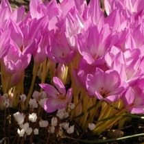 Безвременник великолепный, или Колхикум великолепный (Colchicum speciosum)