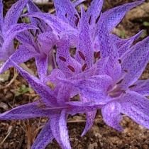 Безвременник пёстрый, или Колхикум пёстрый (Colchicum variegatum)