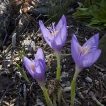 Шафран банатский, или Крокус банатский (Crocus banaticus)