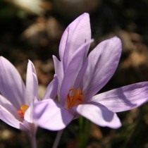 Шафран Палласа, или Крокус Палласа (Crocus pallasii)