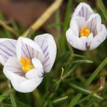 Шафран хорошенький, или Крокус хорошенький (Crocus pulchellus)