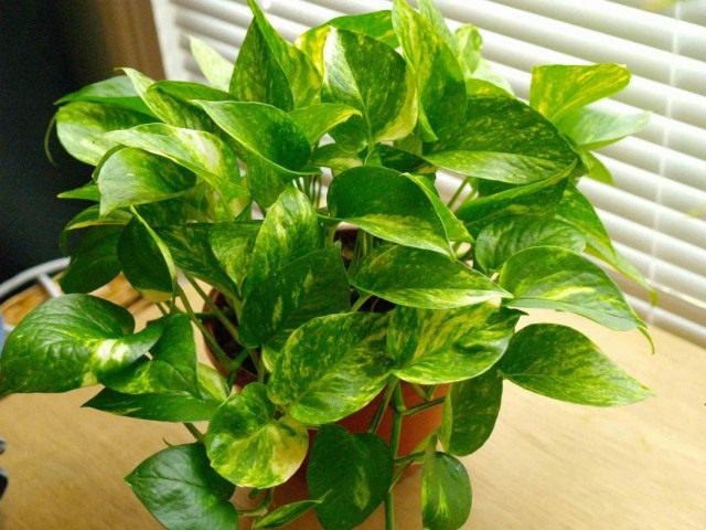 Эпипремнум золотистый (Epipremnum aureum)