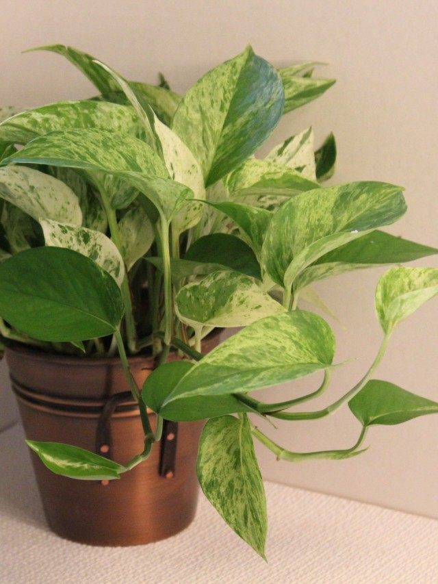 Эпипремнум золотистый (Epipremnum aureum)