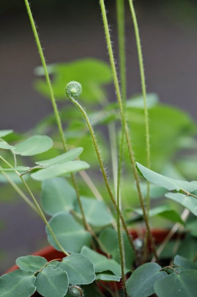 Пеллея яйцевидная (Pellaea ovata)