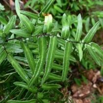 Пеллея темно-пурпурная (Pellaea atropurpurea)