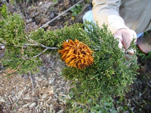 Пузырчатая ржавчина можжевельника (Gymnosporangium juniperinum)