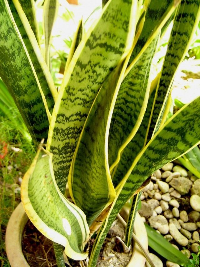 Сансевиерия трехполосная (Sansevieria trifasciata)