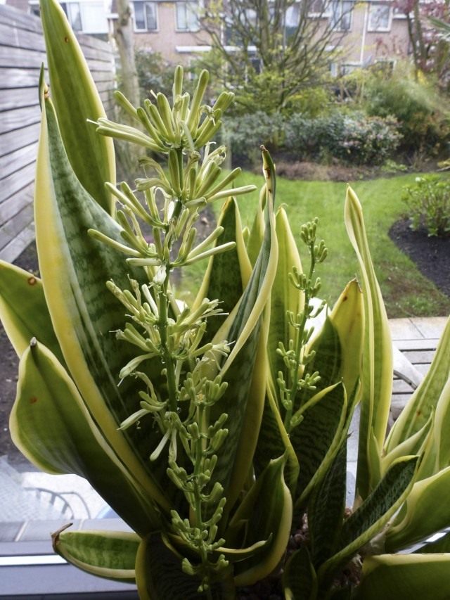 Сансевиерия трехполосная (Sansevieria trifasciata)