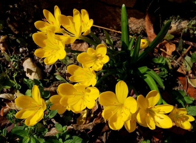 Штернбергия желтая (Sternbergia lutea)