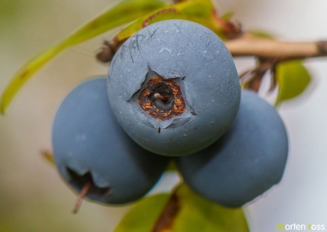 Голубика обыкновенная (Vaccinium uliginosum)