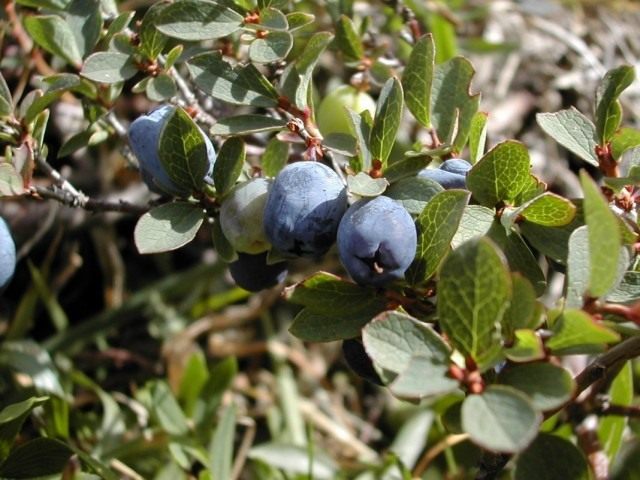 Голубика обыкновенная (Vaccinium uliginosum)