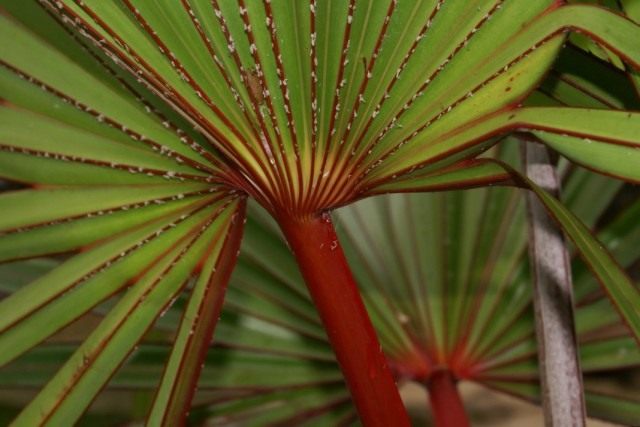 Латания лантароидная (Latania lontaroides)